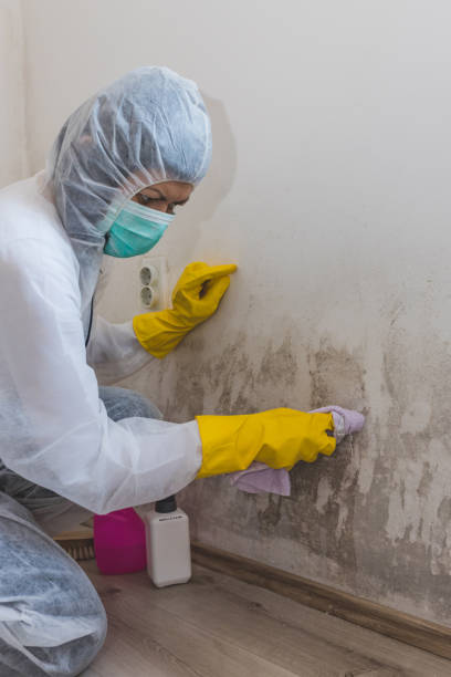 Mold Documentation for Insurance Claims in Waterville, ME