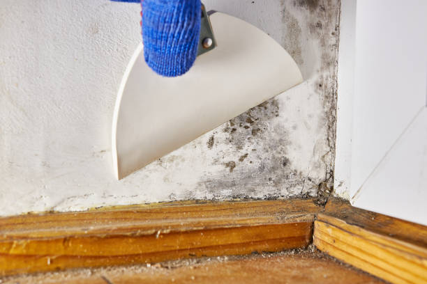 Best Mold Odor Removal Services  in Waterville, ME