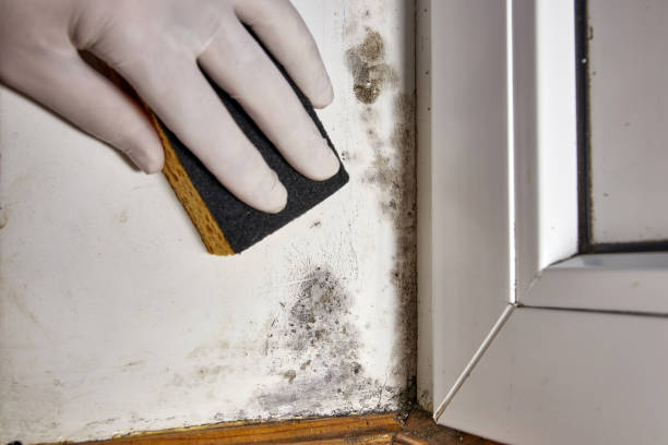 Professional Mold Removal in Waterville, ME